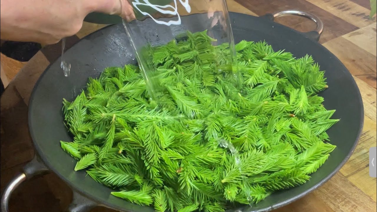 Spruce / Fir Tip Cough Syrup - Traditional Nordic Recipe ​⁠