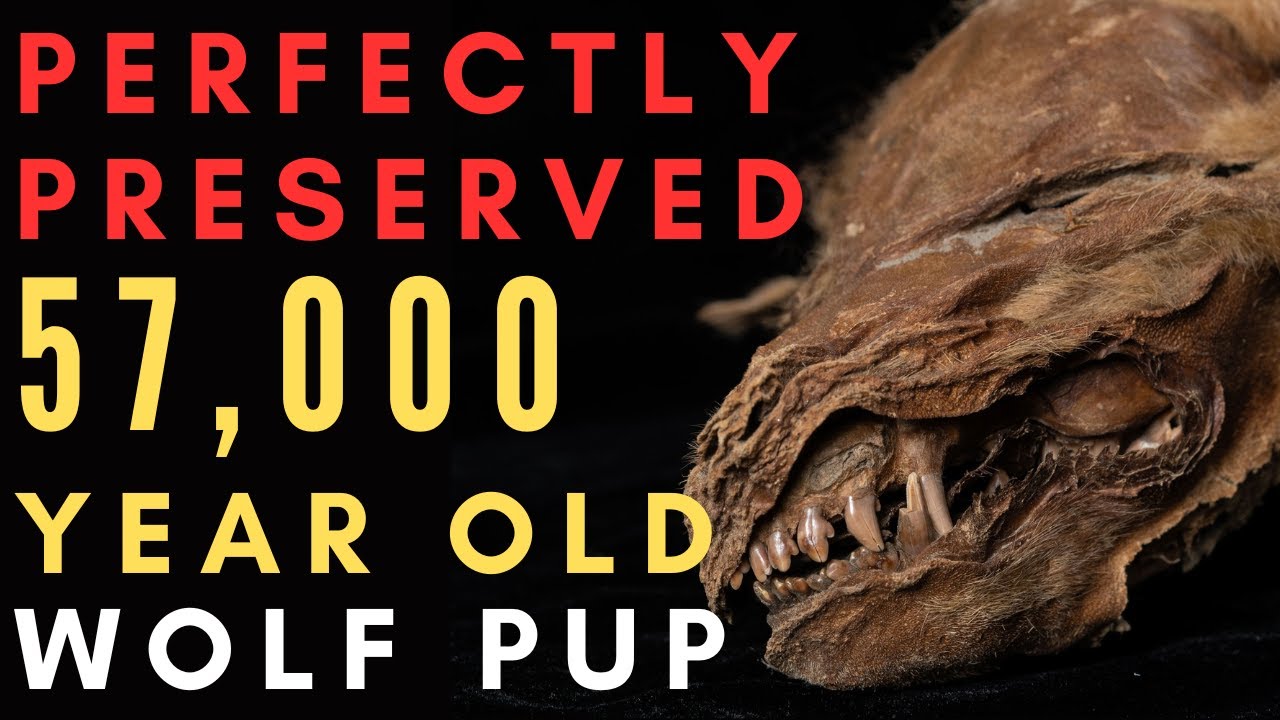 5 Yukon Permafrost Discoveries - Part 1