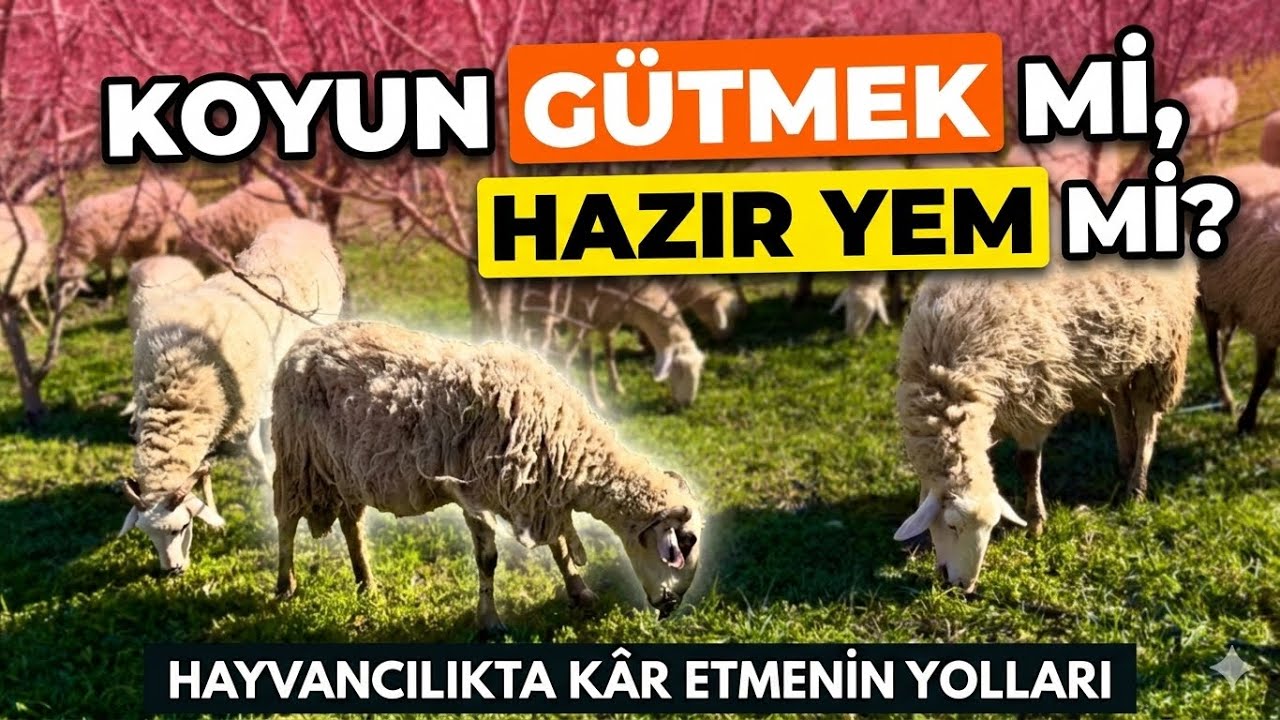 Hayvancılıkta Kâr Etmenin Yolları: Koyun Gütmek mi, Hazır Yem mi? | Profitable Sheep Farming