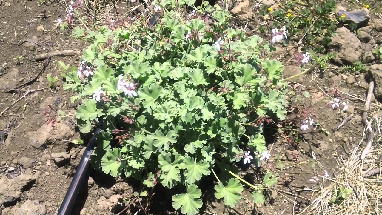 Finca con plantas beneficiosas para los cultivos
