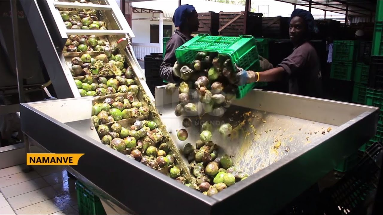 Hass avocado growing - NAADS encourages more farmers to grow hass avocado