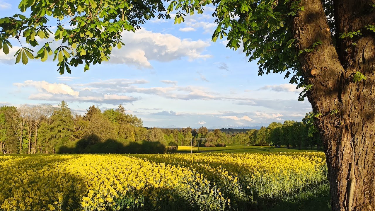 Raps und Berge im Süden von München