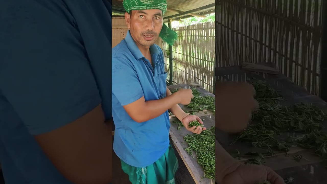 Organic tea making @ Assam