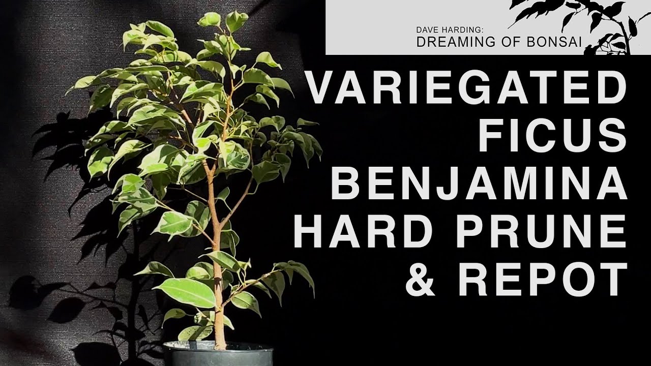 Variegated Ficus Benjamina Prune & Repot, September 2023