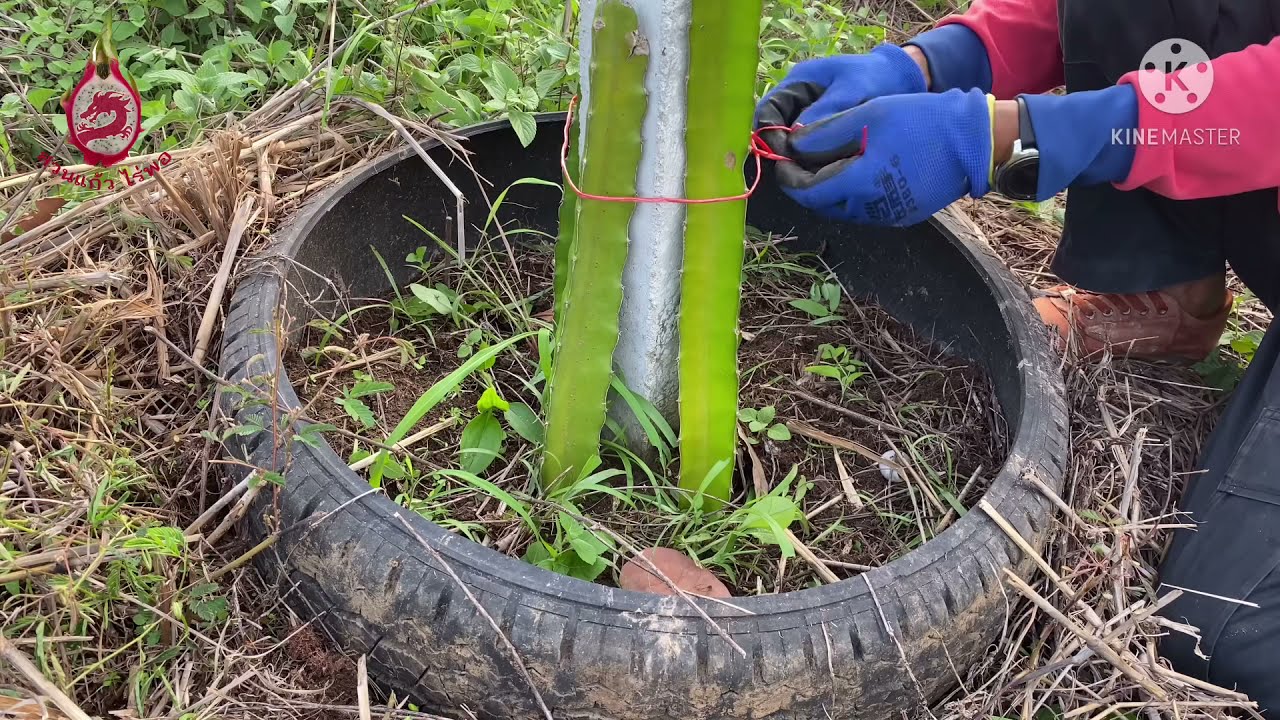 ขั้นตอนการปลูกแก้วมังกร #1 How to Grow Dragon Fruit #1