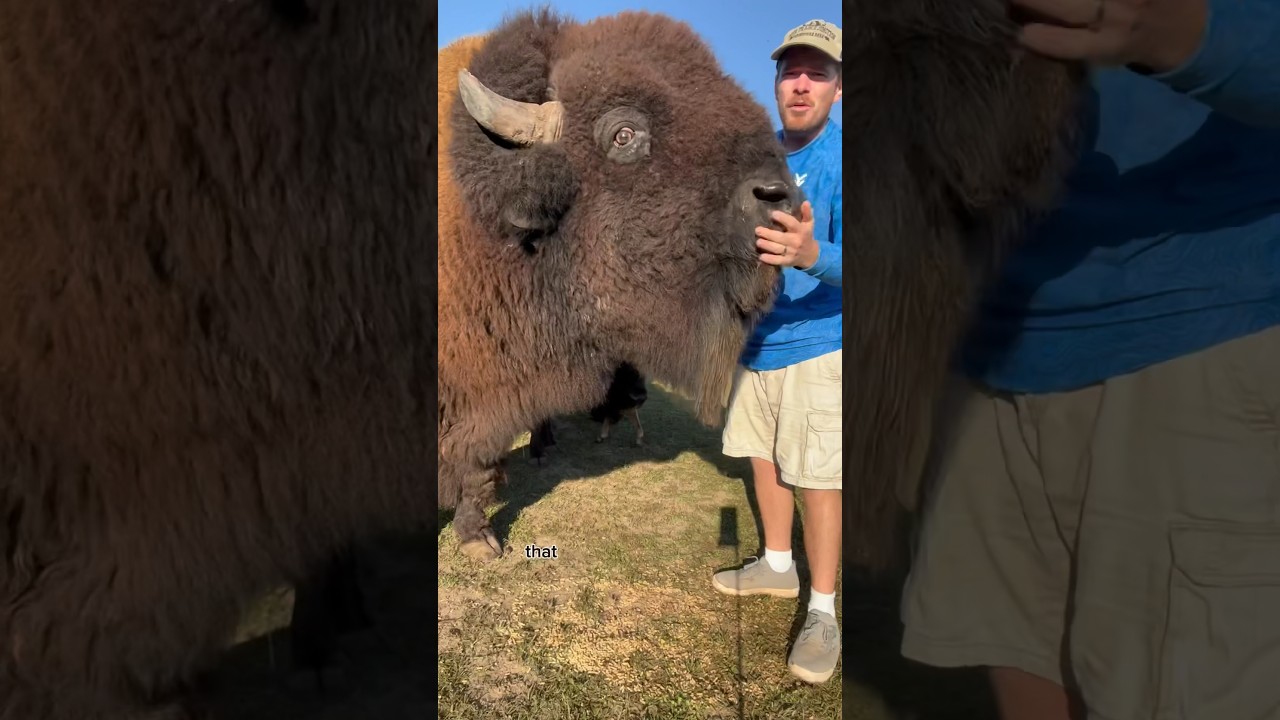 Charged by a bison!!! #animals #dangerousanimals #animalsofyoutube #story