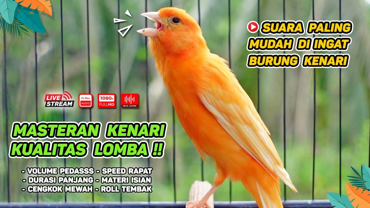 Kenari GACOR‼️ Masteran Burung Kenari PAUD dan Pancingan Kenari MACET BUNYI (EPISODE  1603)