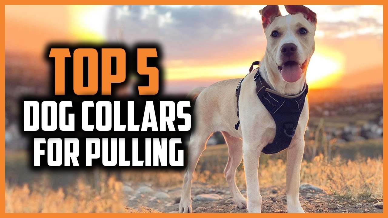 ✅Top 5 Best Dog Collars For Pulling of 2024