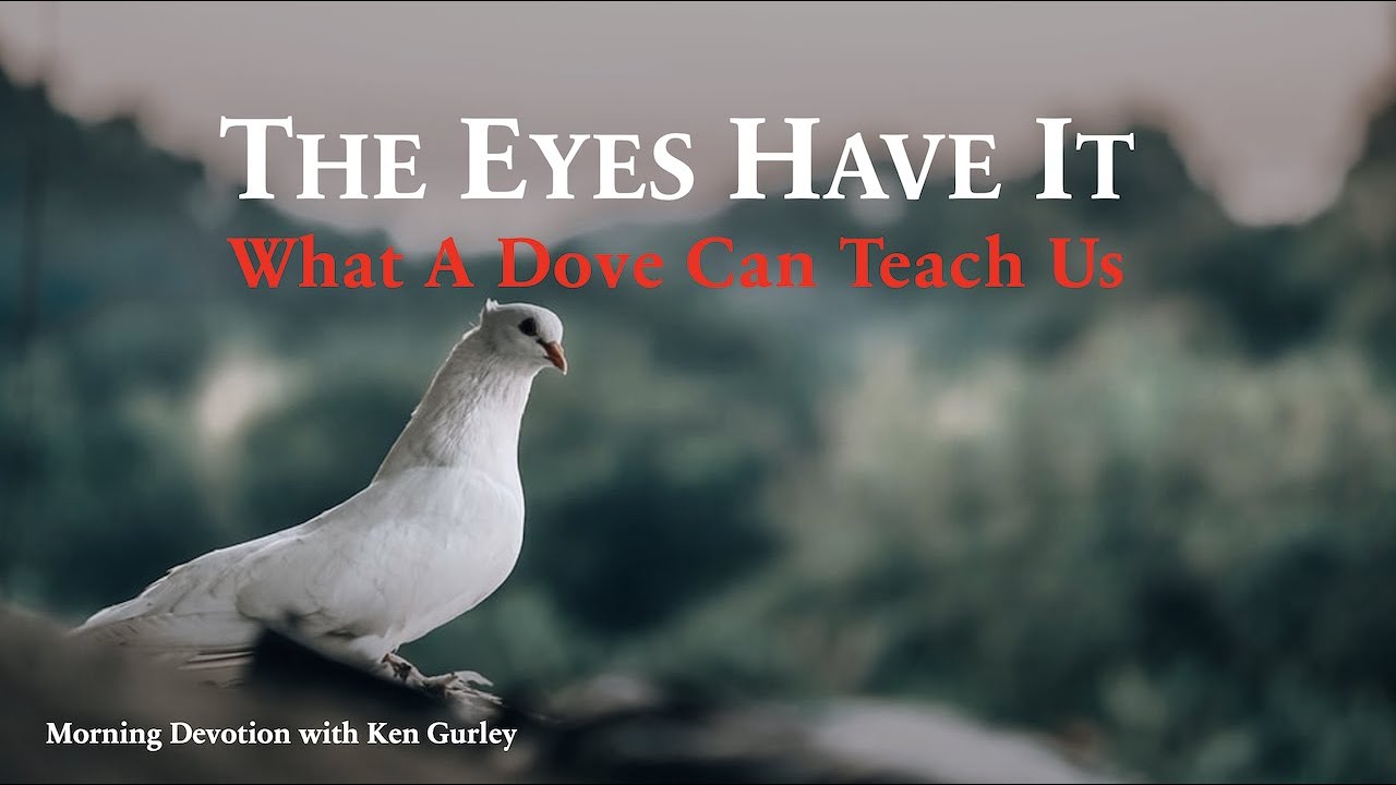 THE EYES HAVE IT: What A Dove Can Teach Us