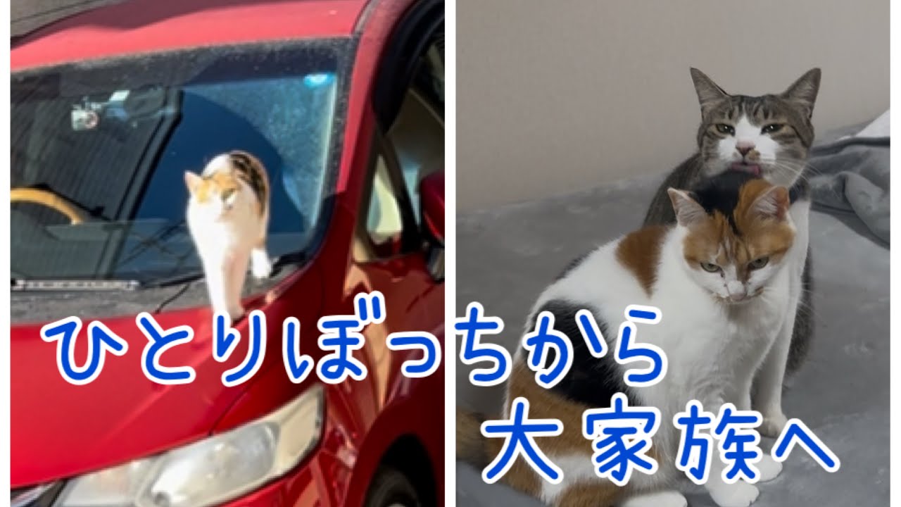 警戒心の強い三毛猫の保護の様子と現在の様子
