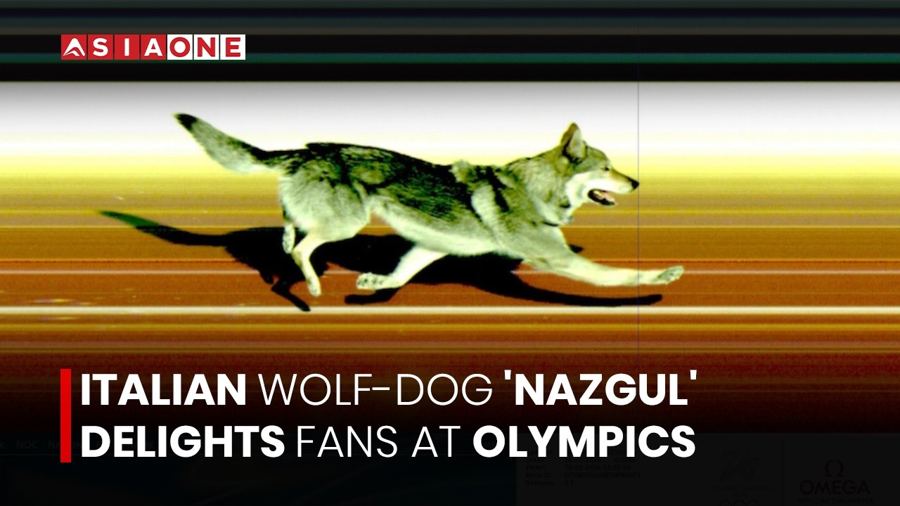 Wolfdog Steals Spotlight at Winter Olympics Cross-Country Ski Event | Asia One News