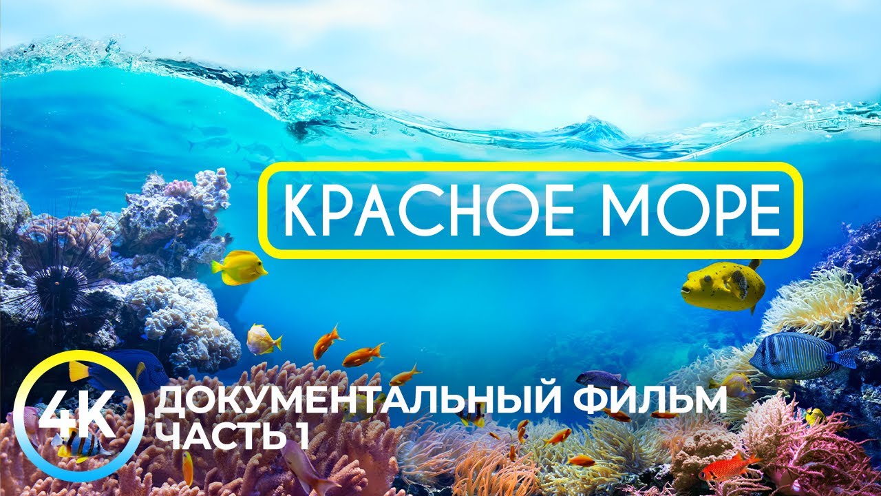 Красное море - самое тёплое и чистое на планете | Документальный фильм о подводных глубинах - #1