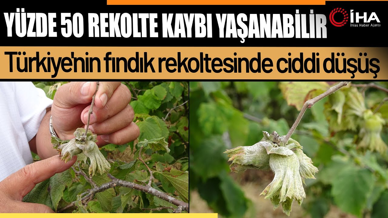 Türkiye'nin Fındık Rekoltesinde Ciddi Düşüş !