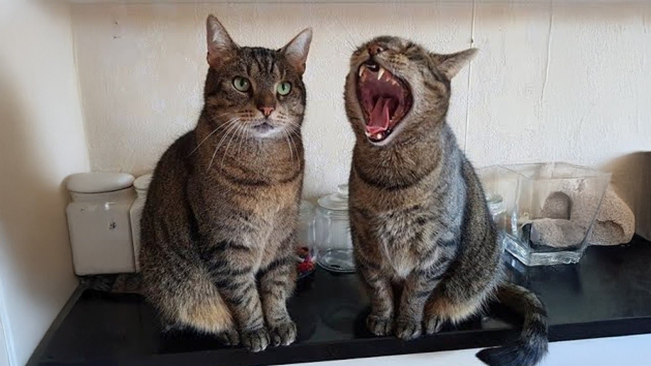 When One Cat Talks WAY Too Much 😹😂