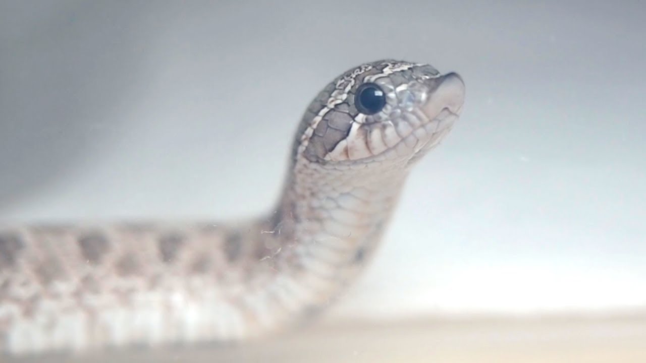 必死にエサくれアピールしてくる子ヘビがかわいすぎる
