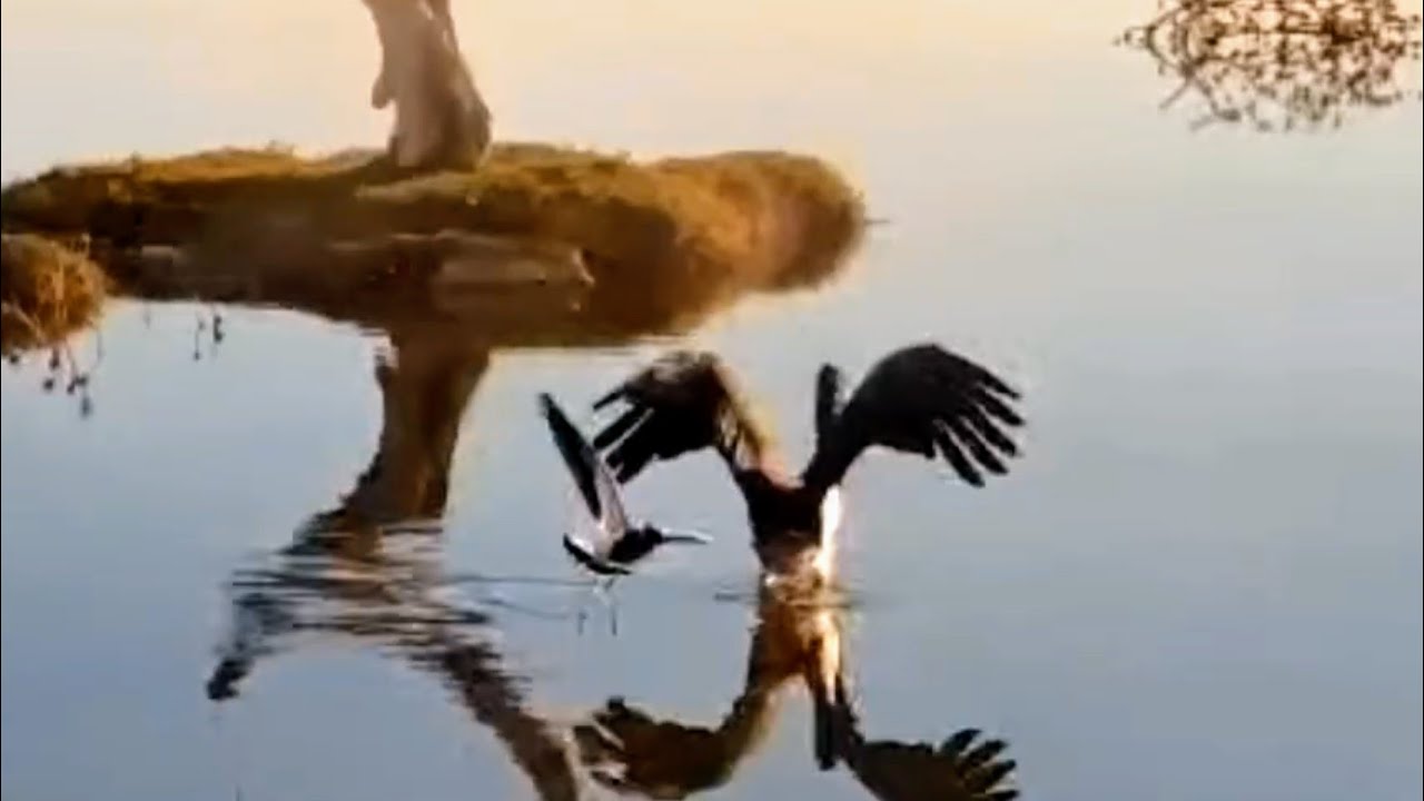 Namibia - Safarihoek. Bocian Czarny / Black Stork & 🐘🦓🐦 25.11-26.11.2025