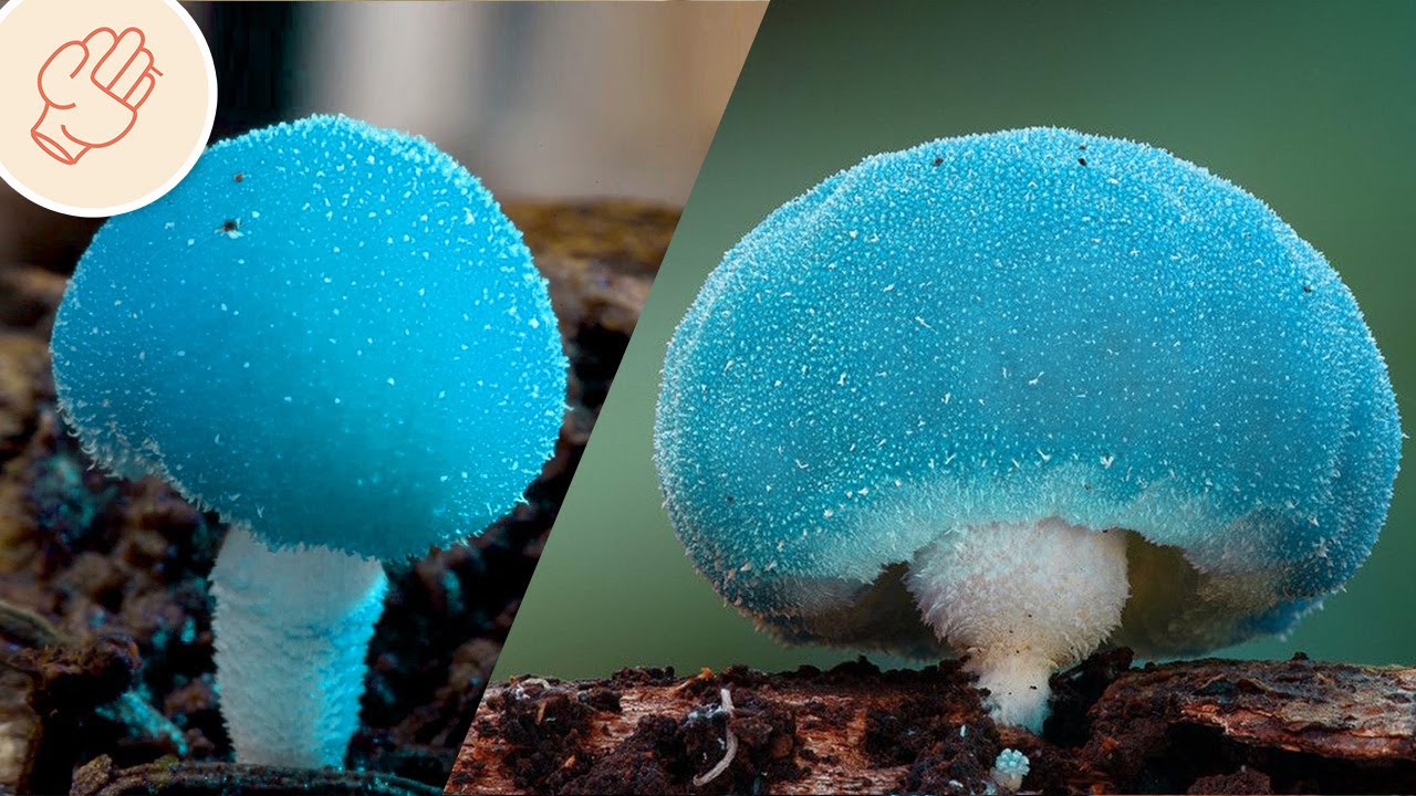 藍蘑菇？你可能沒見過的奇特菌菇！
