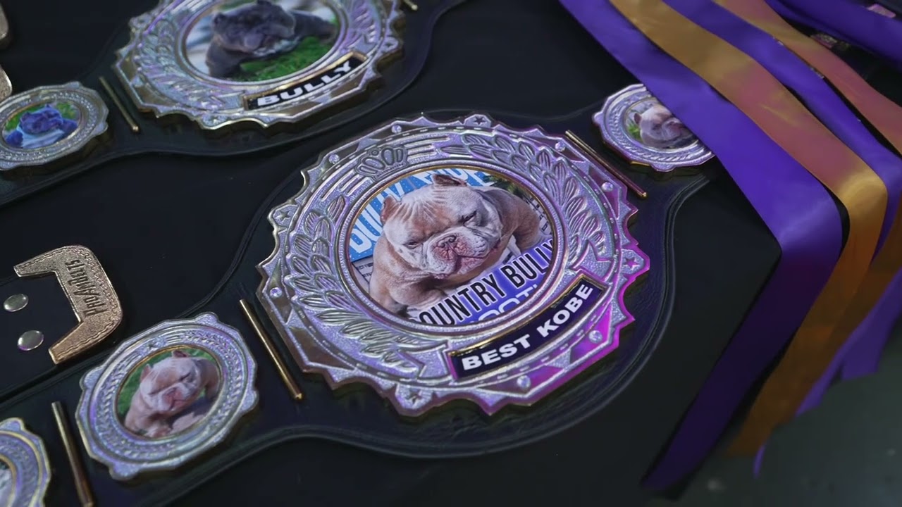 The Bully Experience 