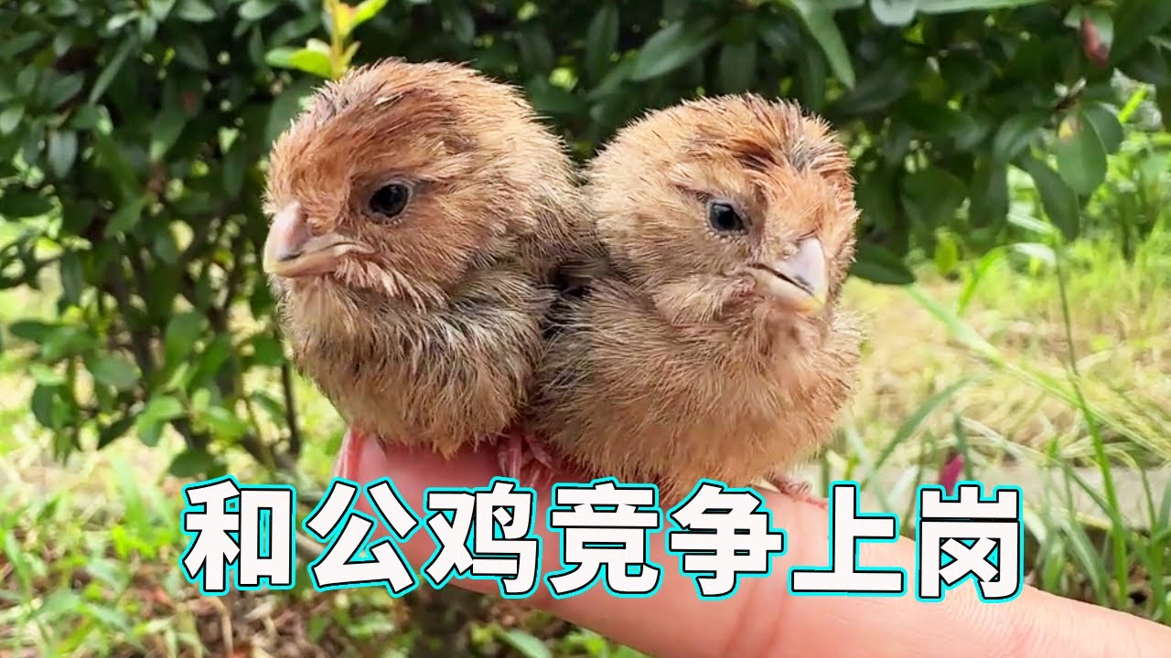 【公园救得黄腾鸟】长大后的小鸟和公鸡抢活干，一到早晨就叫个不停：饿了饿了！【天下一场梦】