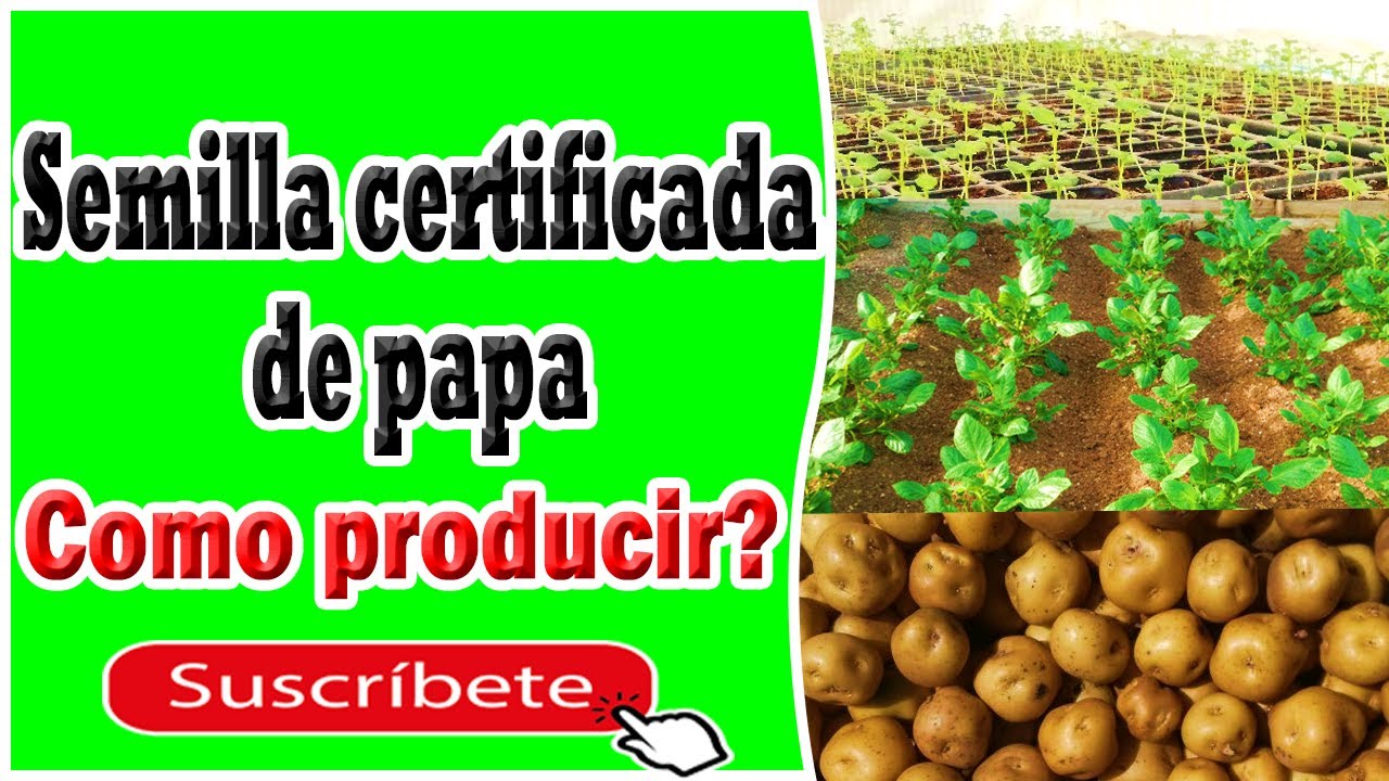 Producci&oacute;n de semilla certificada de papa
