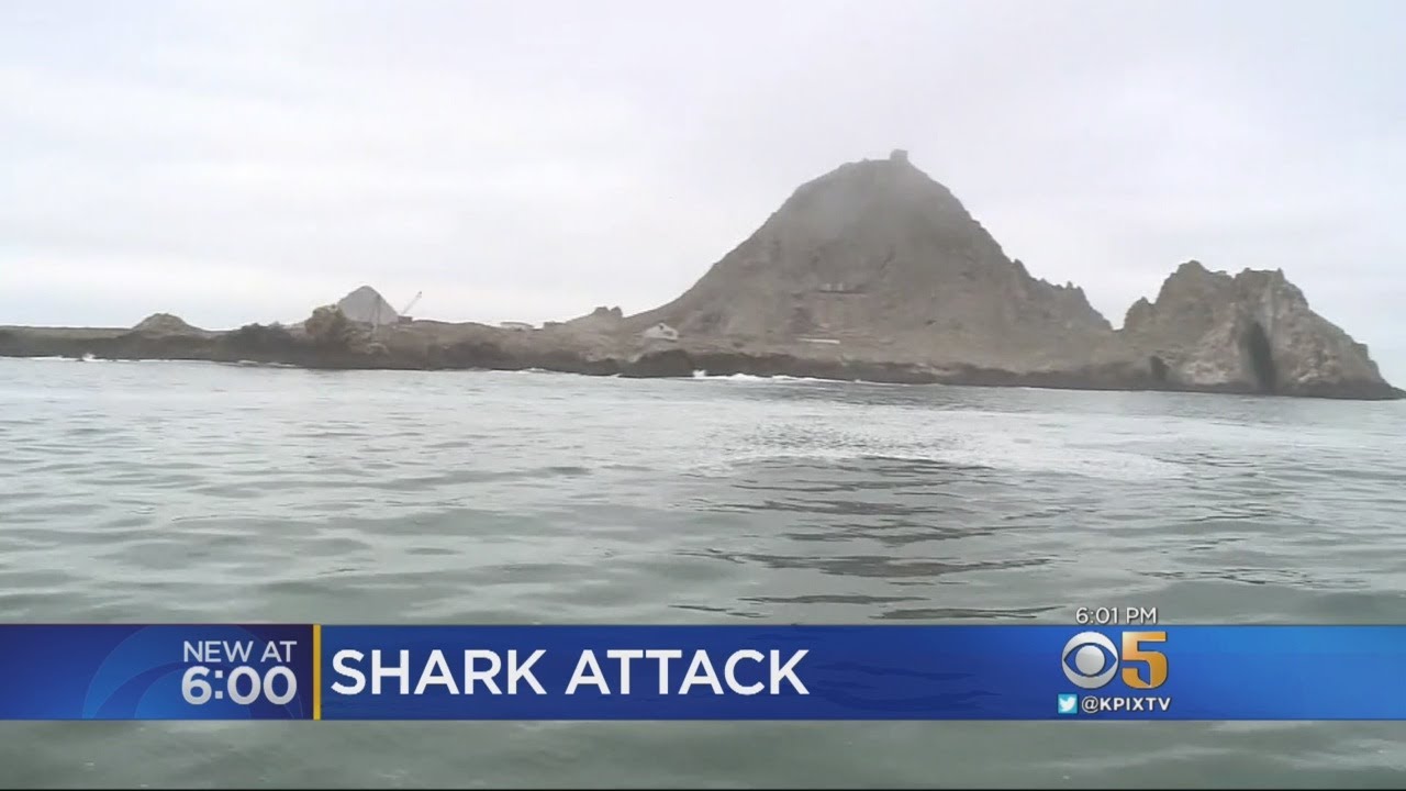 Man Rescued After Getting Bitten By Shark Near Farallon Islands