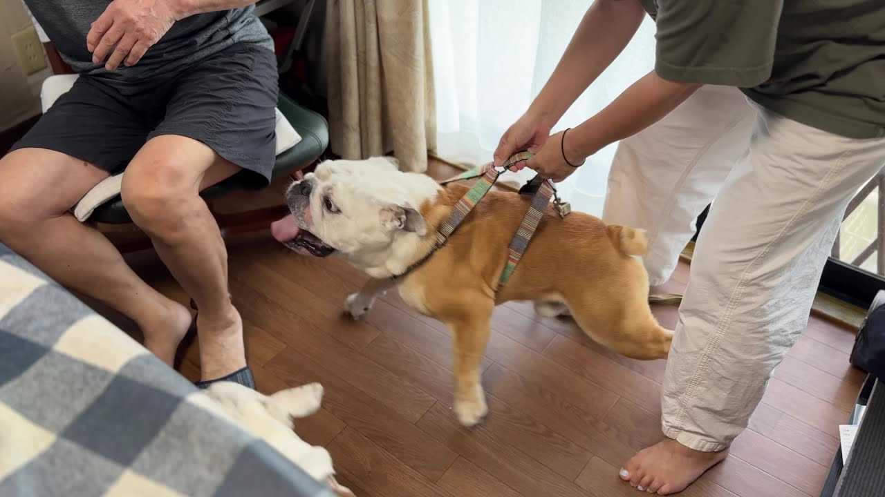 【悲報】半年ぶりに会ったジィジに、突然飛び掛かってしまうブルドッグのぶるまる…