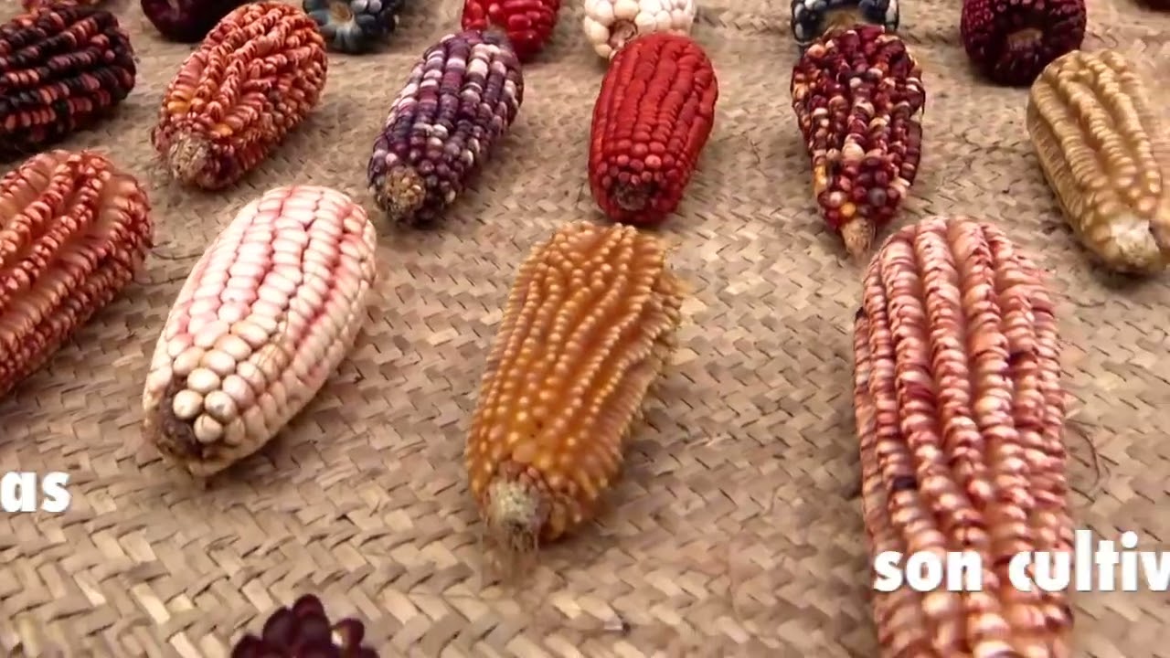 Día Nacional del maíz