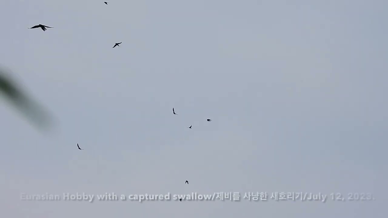 Brave Swallows Driving Away a Raptor 맹금을 물리치는 용감한 제비