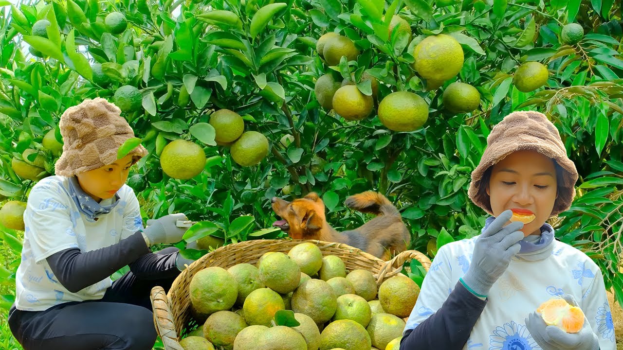 Harvesting Oranges | From Garden to Market | Planting Vegetables & Simple Farm Cooking