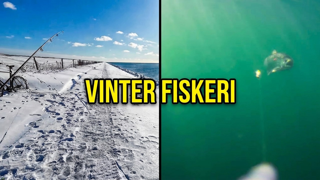 Dæmningen 14 Februar, havørred, Snebaciler #waterwolf