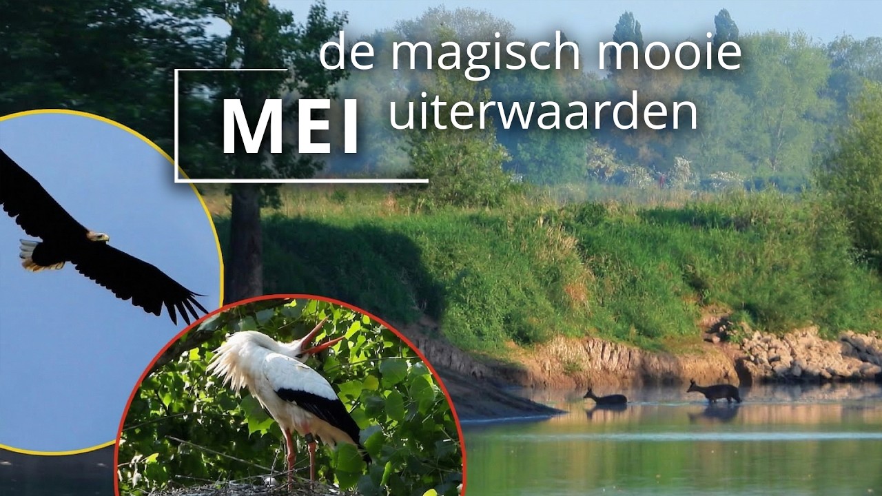 #105 - MEI - de magisch mooie uiterwaarden - meikevers, ooievaars en zeearenden