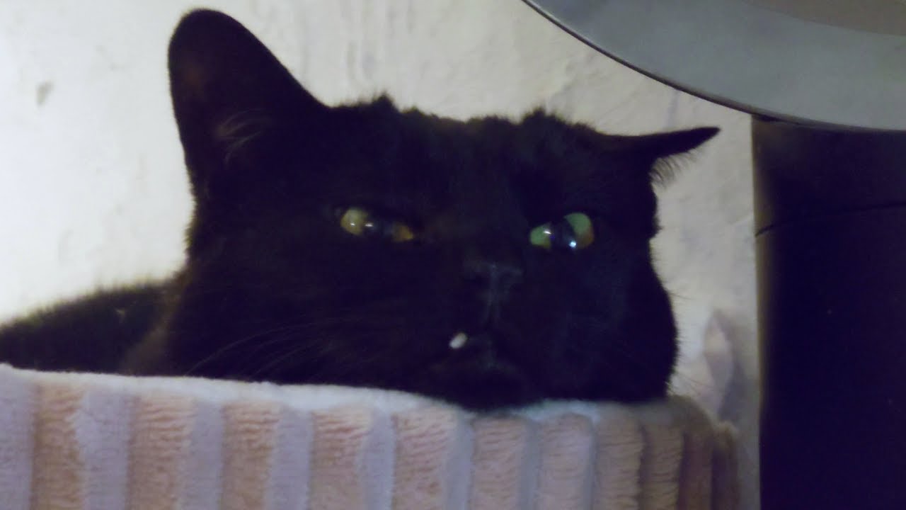 最近ラウンドベットがお気に入りの黒猫