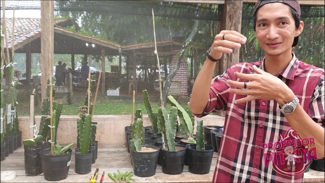 2 ) - Enxertia em pitaya