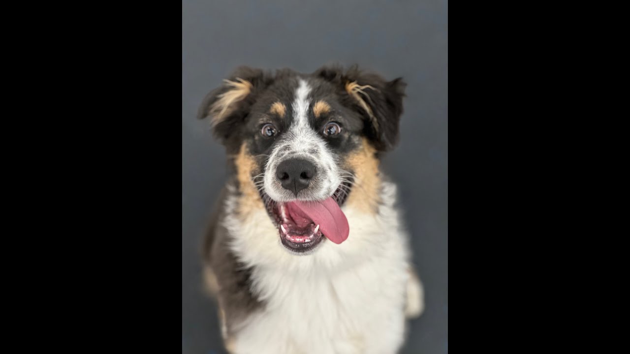 K9 Coaching Academy - The Dot Game