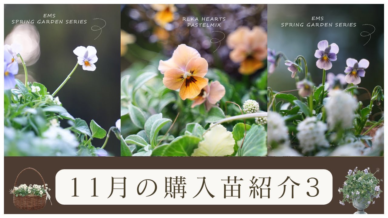 【秋のガーデニング】11月の購入苗紹介と寄せ植えPART3|寄せ植え紹介｜寄せ植えリメイク｜お庭でコーヒー｜