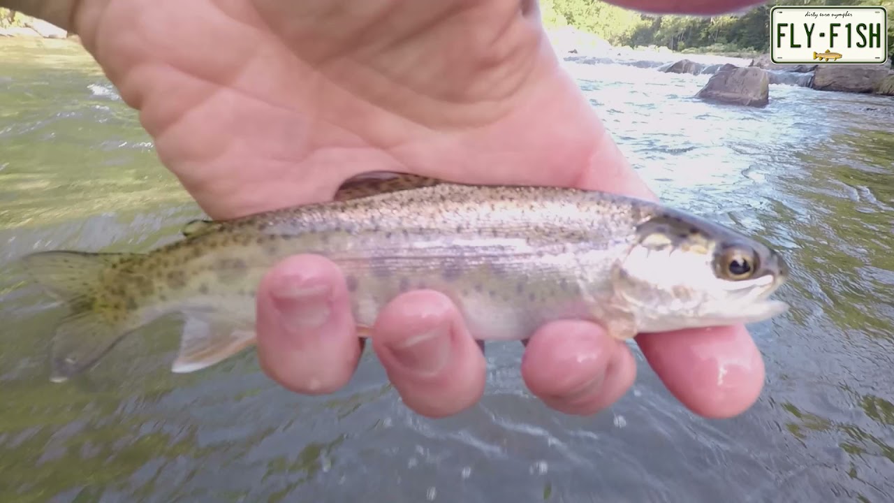 Fly Fishing - Esopus Creek September 11, 2021