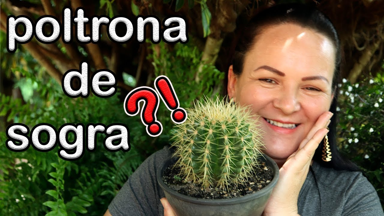 CACTO POLTRONA DE SOGRA,,