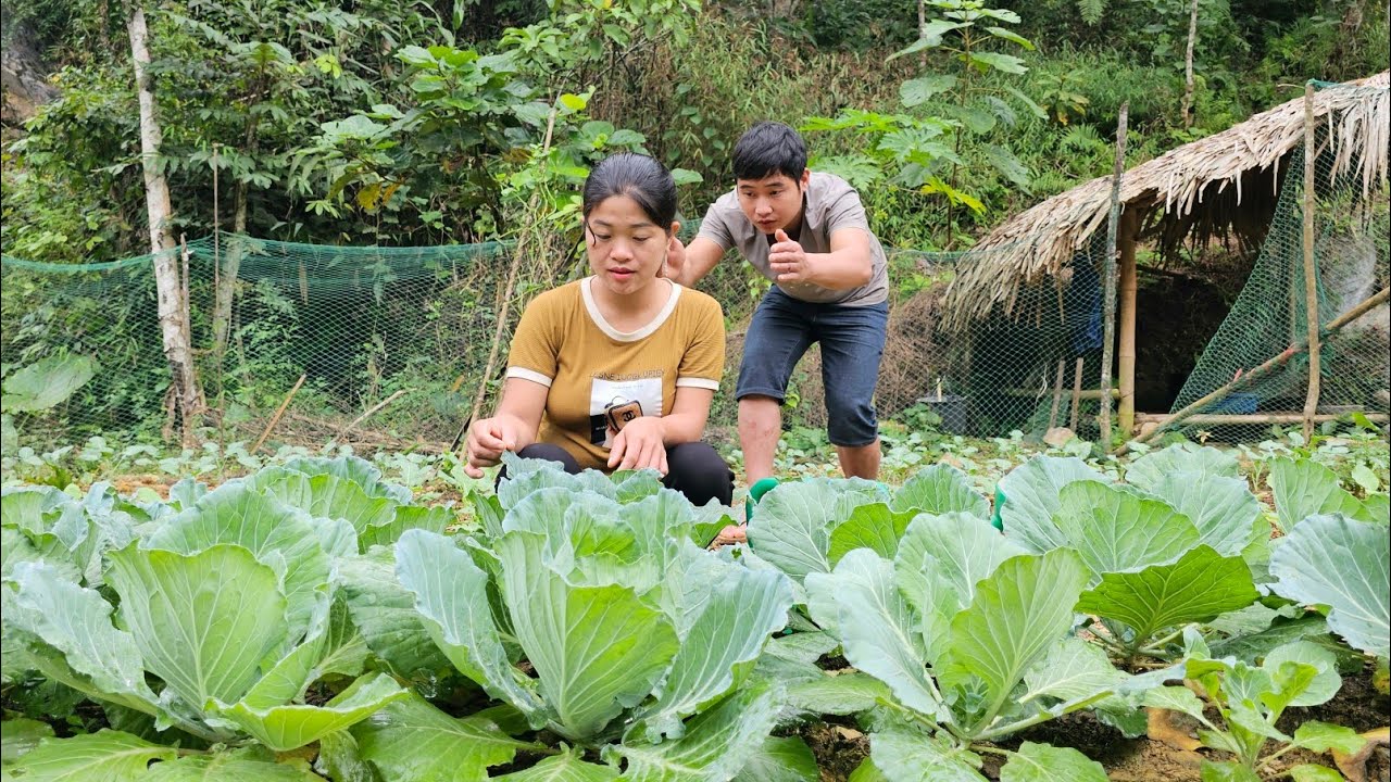 Harvesting squash to sell at the market - Building daily life on the couple's farm