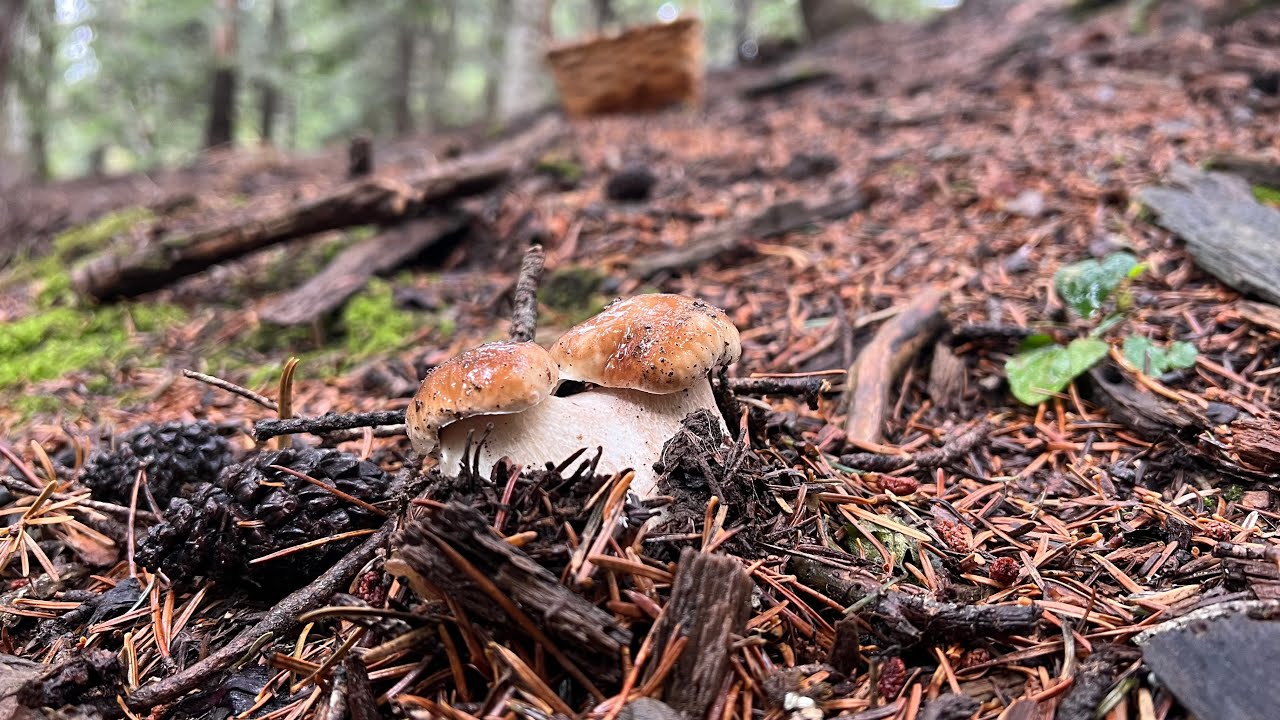 Brotada de Boletus edulis y Pinophilus en abeto de alta montaña🍄‍🟫🌲 14/09/2025