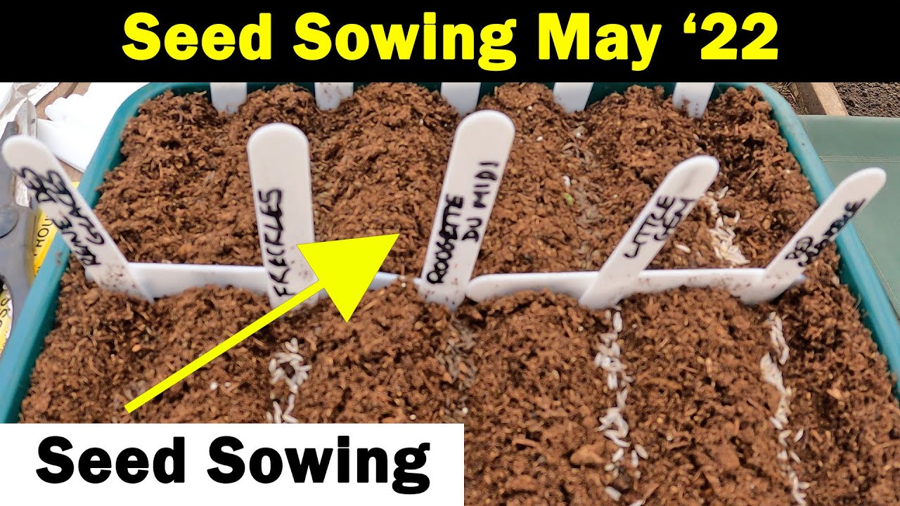 Seeds to Sow in May | Seed Sowing in May | Vegetable Seed Sowing | Green Side Up