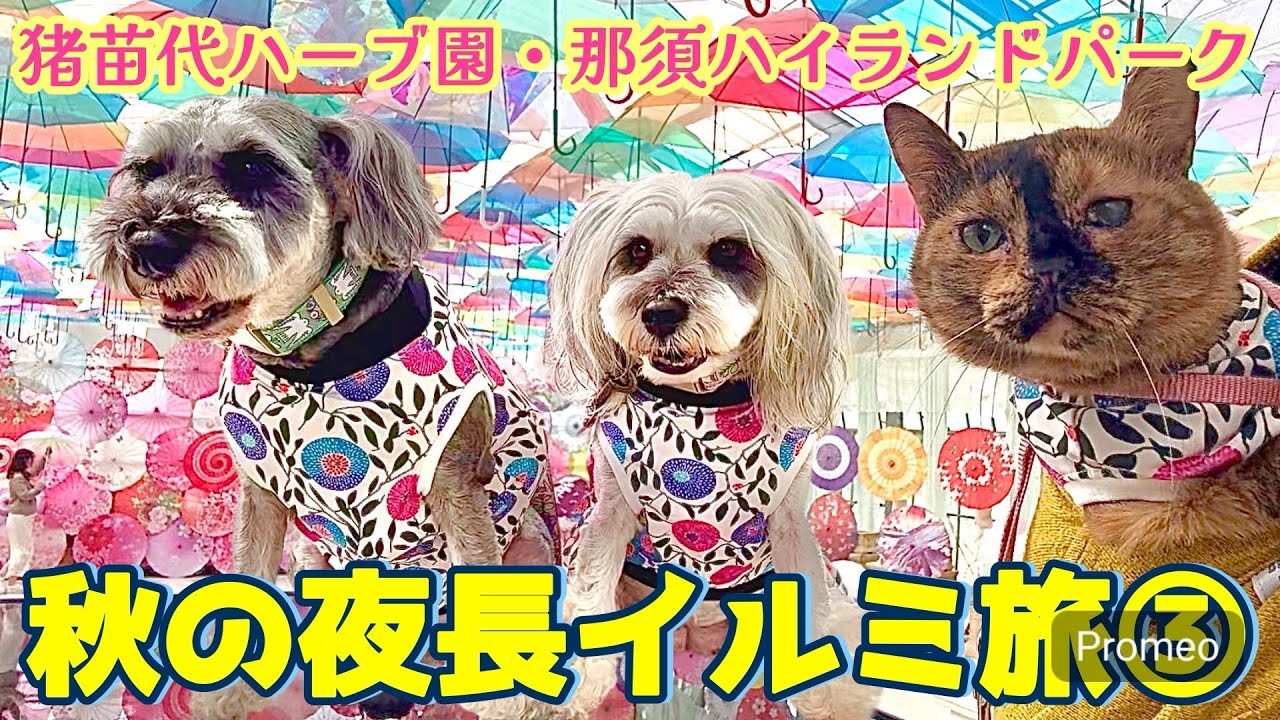 【夜遊びツアー/栃木県】犬と猫とわたしの車旅〜猪苗代ハーブ園と那須ハイランドパーク(ご予定は計画的に！)〜