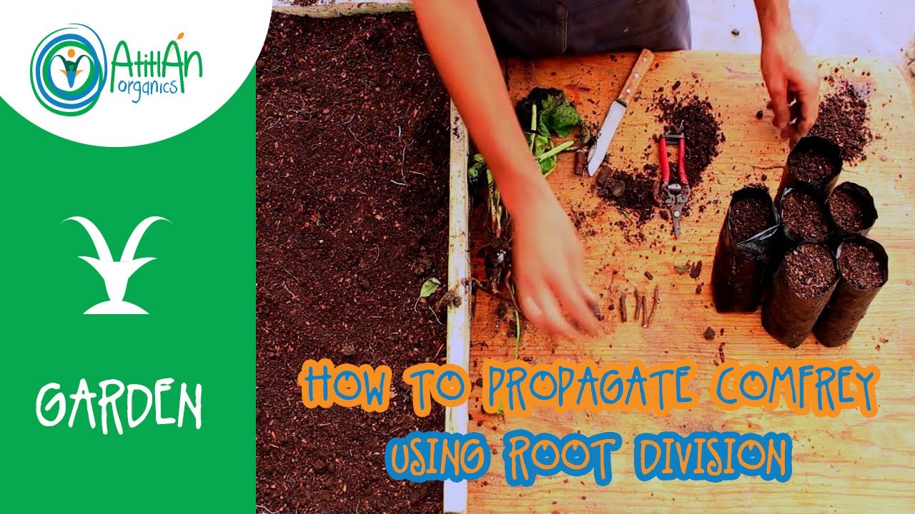 How To Propagate Comfrey Using Root Division | Comfrey Planting | Atitlan Organics