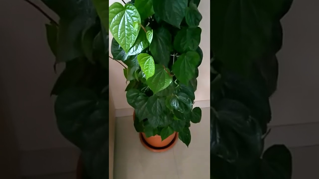 Betel Leaf (Calcutta Paan) Plant at home