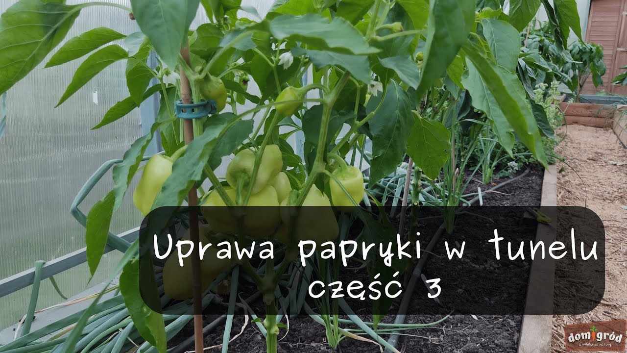 Uprawa papryki w tunelu - część 3. Prowadzenie i przycinanie pędów.