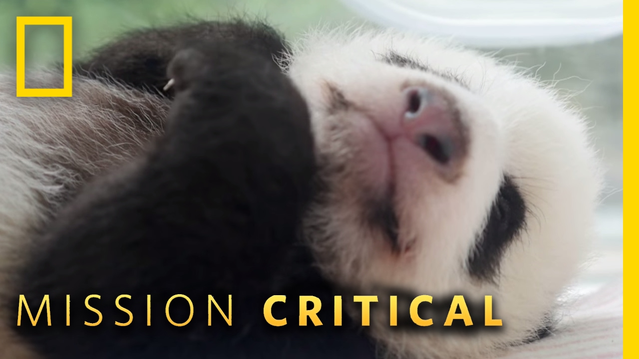 Pampered Pandas | Mission Critical