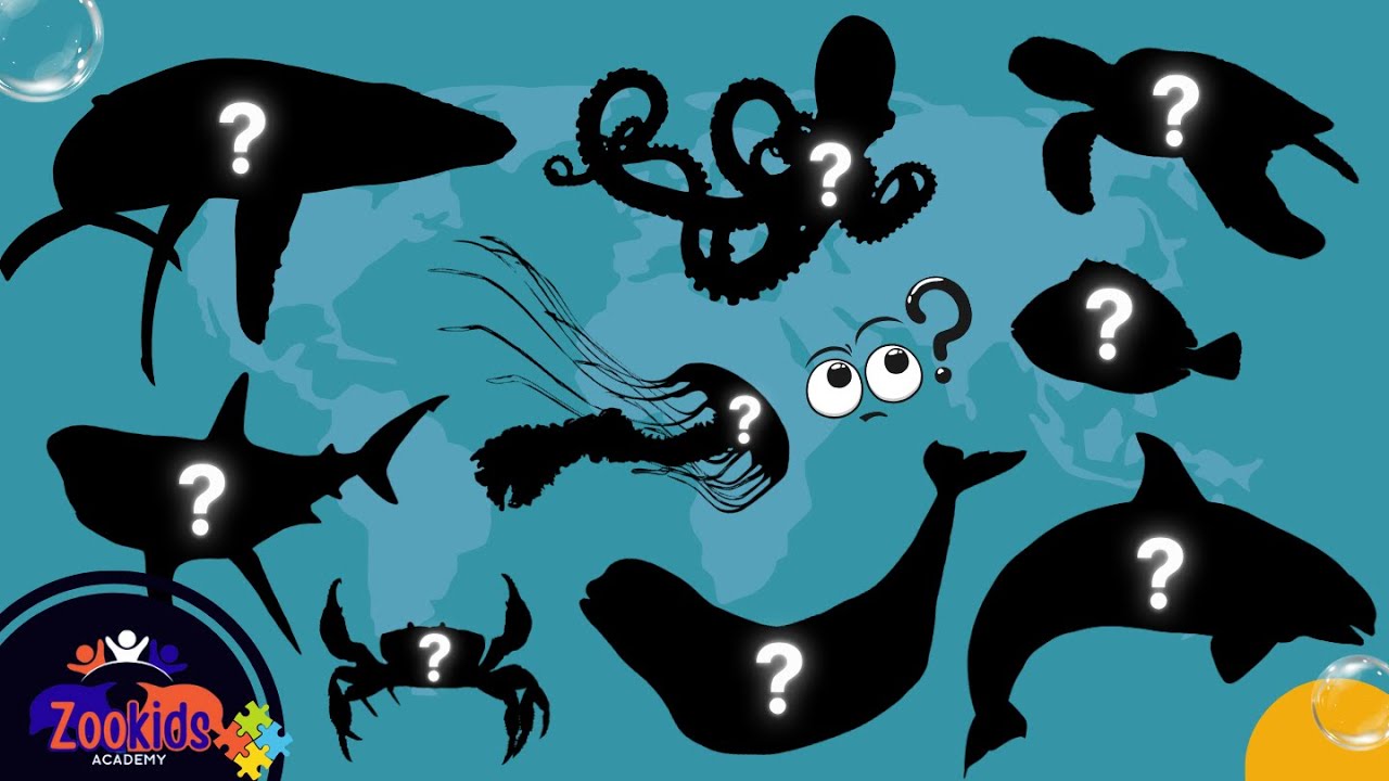 Apprenez des noms et regardez des vidéos d'animaux marins - Ocean Animal Puzzle!