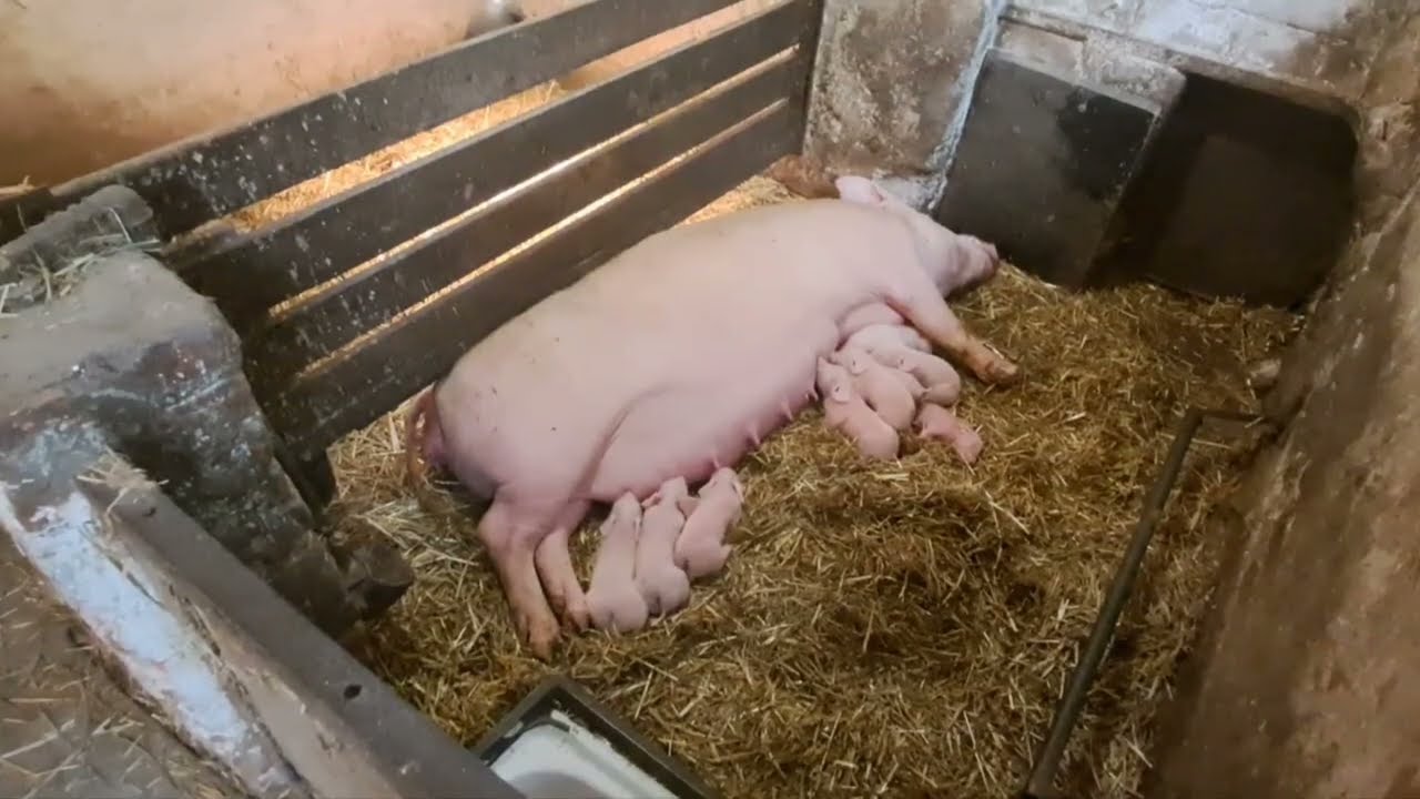 Poród na dwie lochy - czyli wieczorny obchód chlewni.