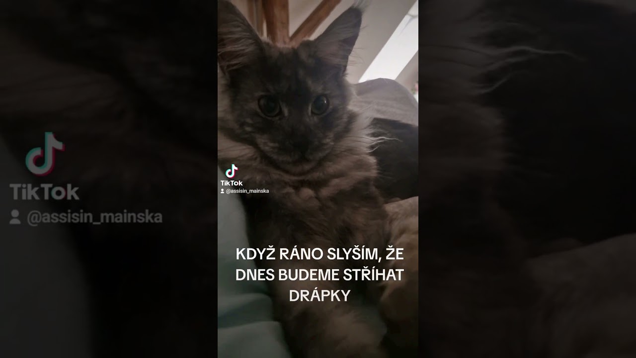 Stříhání drápků.. snad ještě horší než česání 🤨 
