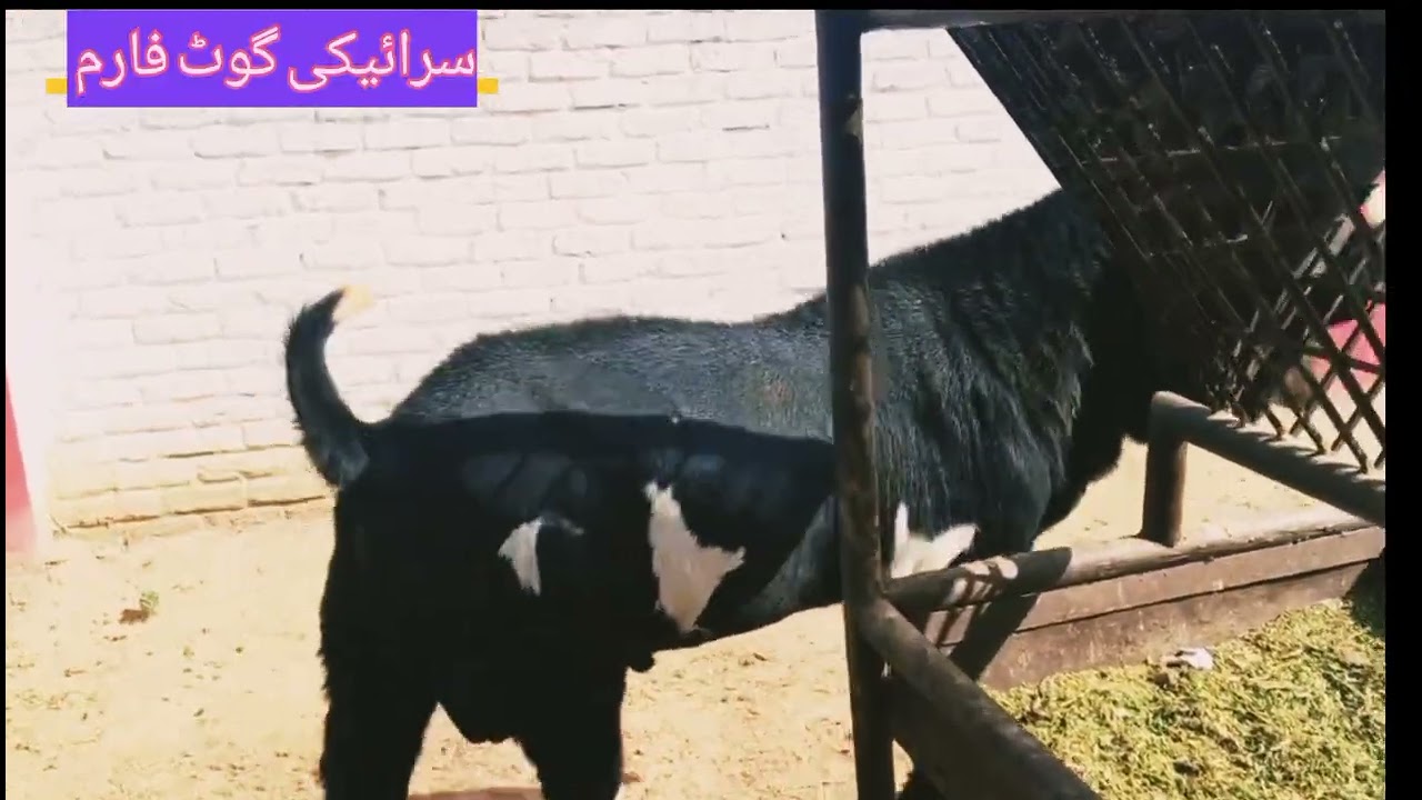 ماشااللہ خوبصورت بریڈ اس میں اپ کو پورے فارم کا وزٹ کرایا جائے گا