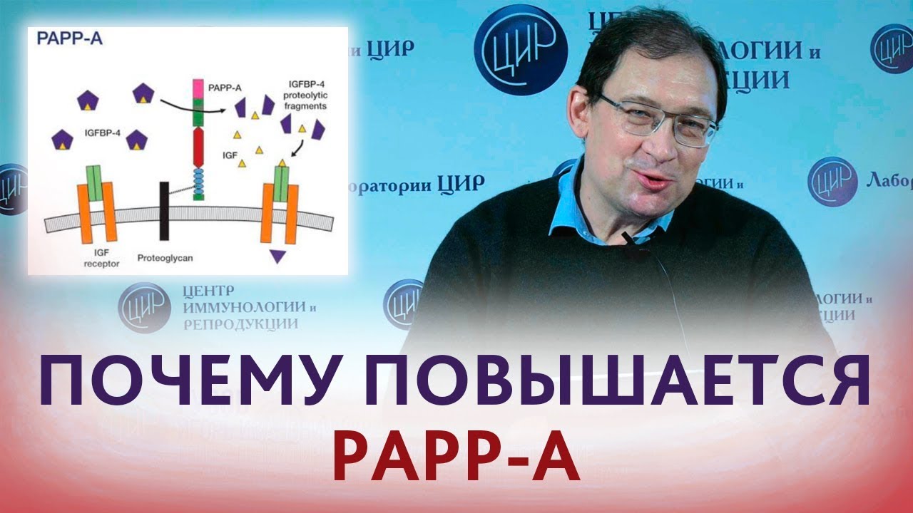 Повышен PAPP-A. Что значит, если повышен ПАПП-А? Отвечает Гузов И.И.